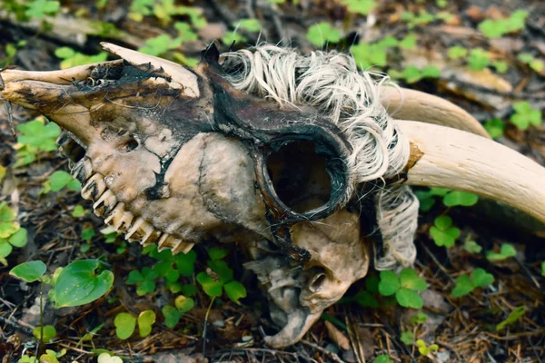 Cráneo y huesos de animales muertos. Lobos atacaron a una mascota y su mu — Foto de Stock