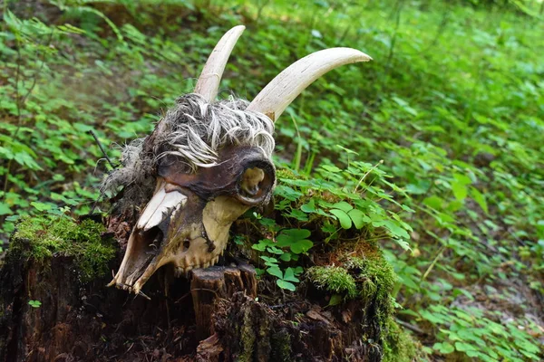 Wolves attacked a pet and his mudflows. Remains of goat or sheep in the forest