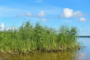 Göldeki yüksek ot. Geniş göl ve kamı.
