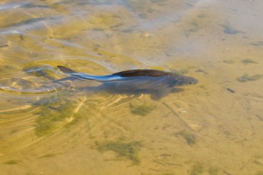 Çevre kirliliği ve okyanus sorunu.
