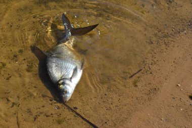 Çevre kirliliği ve okyanus sorunu