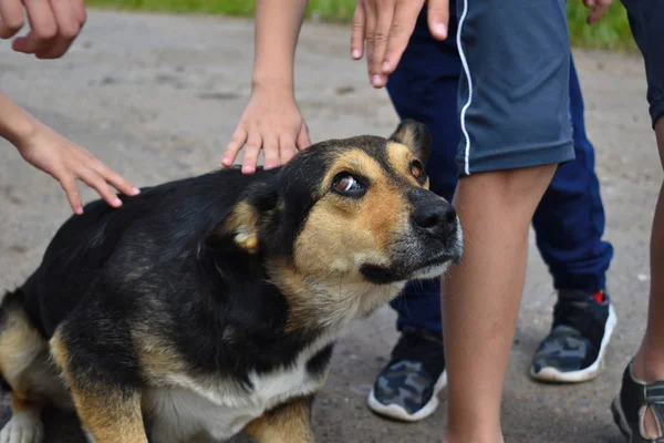 Bezpańskich głodnych psów. Dzieci żelazo bezpańskich przestrajony pies na ulicy — Zdjęcie stockowe