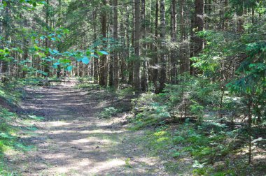 Gün batımı ışıkta sihirli yaz yeşil köknar orman, parlak doğa manzara duvar kağıdı veya kapak için uygun.