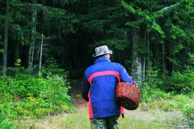 Orman manzarasının tadını çıkarıyorum. Ormanda yürüyorum. Sabah yaz ormanında kişi mantar avı
