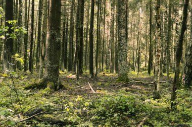 Sihirli ve gizemli vahşi ahşap. Yüksek iğne yapraklı ve yaprak döken ağaçlar. Ormanda sakinbir sabah. Yeşil arka plan ve manzara. Rusça rezerve edilmiş yerler