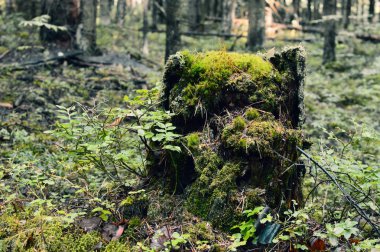 Windbreak, devrilme ve kesilen ağaçlar. Ormanda koçan. Yaz sabahı ahşap.