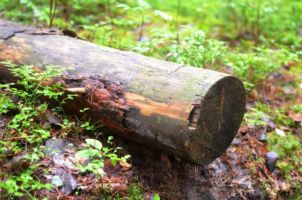 ウィンドブレーク 転倒し 木を切った 森の中のスタブ 夏の朝の木 — ストック写真