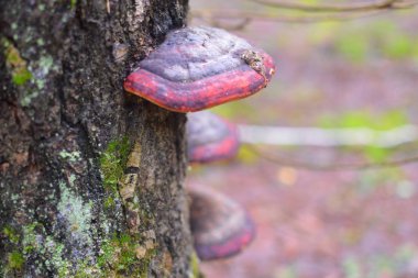 Sihirli ve gizemli vahşi ahşap. Yüksek iğne yapraklı ve yaprak döken ağaçlar. Ormanda sakinbir sabah. Yeşil arka plan ve manzara. Rusça rezerve edilmiş yerler