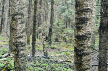 Sihirli ve gizemli vahşi ahşap. Yüksek iğne yapraklı ve yaprak döken ağaçlar. Ormanda sakinbir sabah. Yeşil arka plan ve manzara. Rusça rezerve edilmiş yerler