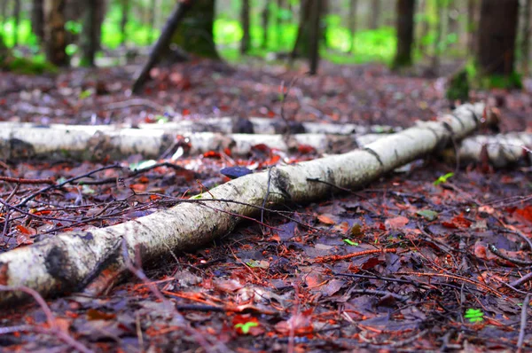 Pintoresco Sendero Misterioso Bosque Árboles Altos Coníferas Caducifolios Mañana Pacificada — Foto de Stock