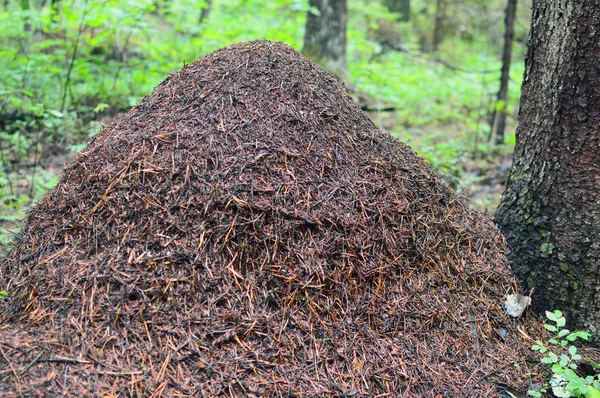 Ogromny Ant Hill Lesie Duży Dom Dla Mrówek Życie Mrówek — Zdjęcie stockowe