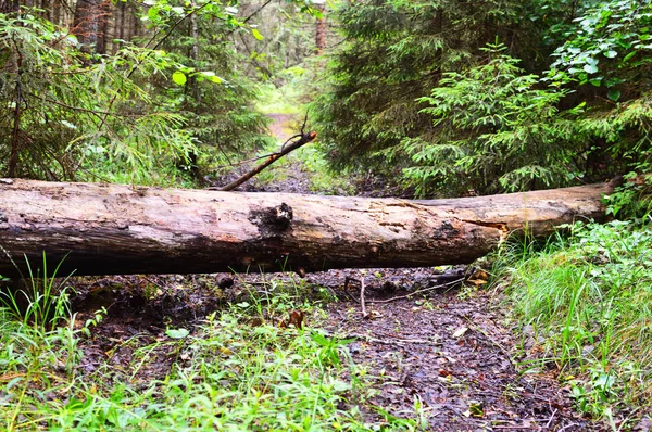 Pintoresco Sendero Misterioso Bosque Árboles Altos Coníferas Caducifolios Mañana Pacificada — Foto de Stock