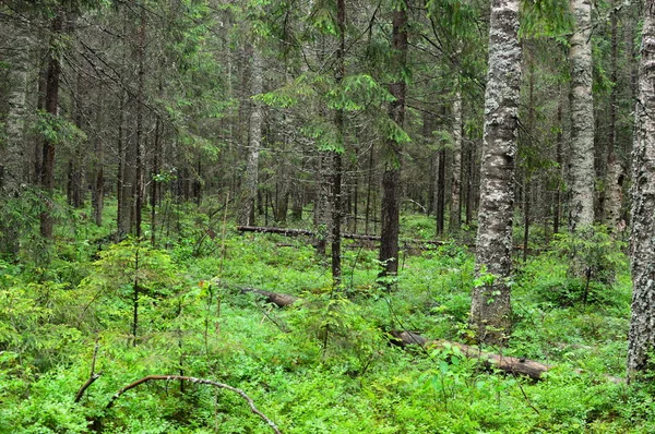 Bois Sauvage Magique Mystérieux Hauts Conifères Feuillus Matin Paisible Dans — Photo