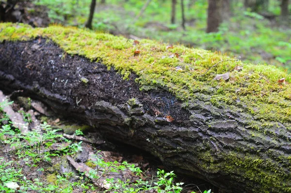 Windbreak Tumbled Cięcia Drzew Wycinki Lesie Lato Poranne Drewno — Zdjęcie stockowe