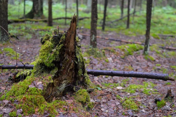 Rompe Viento Derrumba Corta Árboles Estúpidos Bosque Verano Mañana Madera — Foto de Stock