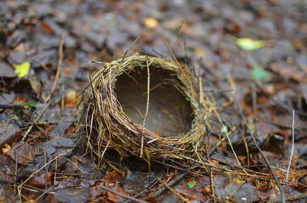 Vogelnest Das Vogelnest Fiel Von Einem Baum Das Nest Liegt — Stockfoto