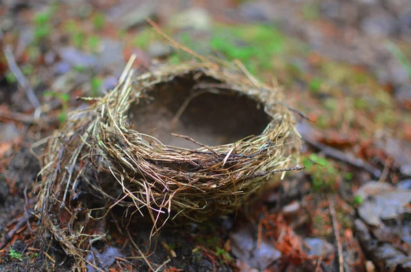 Птичье Гнездо Птичье Гнездо Упало Дерева Гнездо Лежит Граунде — стоковое фото