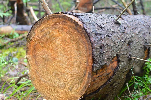 ウィンドブレーク 転倒し 木を切った 森の中のスタブ 夏の朝の木 — ストック写真