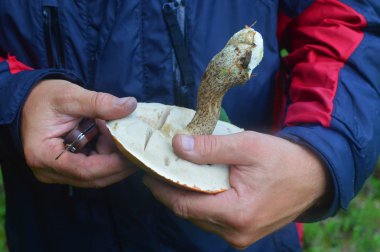 Bıçaklı ve mantarlı eller. Büyük temiz mantar. Mantar toplayıcısı mantarı kontrol eder..