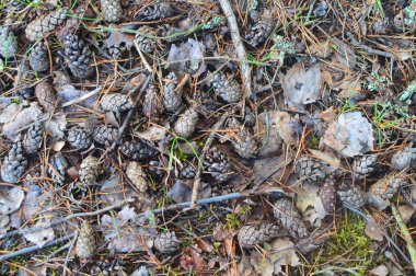 Kuru sonbahar yapraklarının arka planı. Köknar ağacı nın konileri. Güzel orman manzarası. Orman yolu.