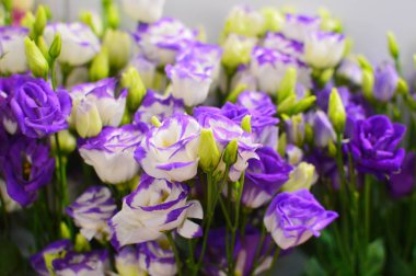 tebrik kartında mor ve mavi çiçekler. Çiçekçi dükkanı kavramı. Çiçek güzel monofonik arka plan