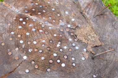 çivi ile ahşap saplama