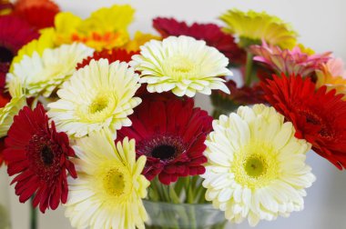 Dekorasyon için renkli çiçekler arka plan. Çiçek fotoğraf duvar kağıdı. Tebrik kartı veya ekran istemi için doku çiçeği.