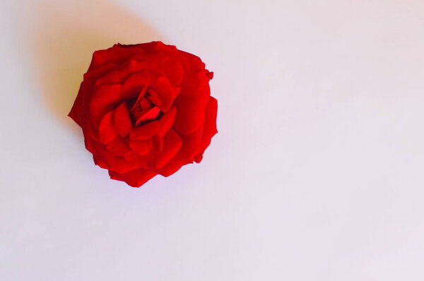 Red rose on white background