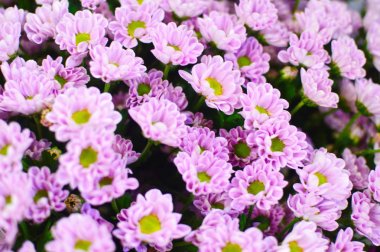 Pembe kamuflaj. Pembe kır çiçekleri çiçek arka plan