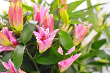 Bahçede zambak çiçeği. Renkli çiçeklerin kusursuz arka planı. Dekorasyon için renkli çiçekler arka plan. 