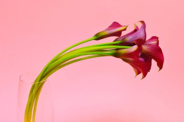 Beyaz masa üzerinde şık zanaat kağıt güzel güzel callas. Callas ambalaj kağıdı. Çiçek salonu kavramı. Çiçek web sitesi veya katalog için fotoğraf.