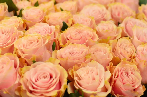Fondo Rosas Rosadas Melocotones Fondo Flores Colores Para Decoración Fondo — Foto de Stock