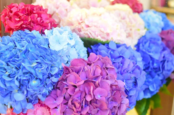 Blue and pink flowers of hydrangea close-up. Natural hydrangea flowers background