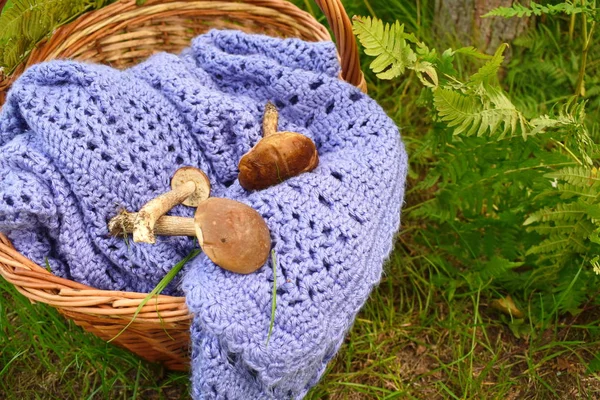 Cesta con champiñones y una tela a cuadros. Picnic al aire libre — Foto de Stock