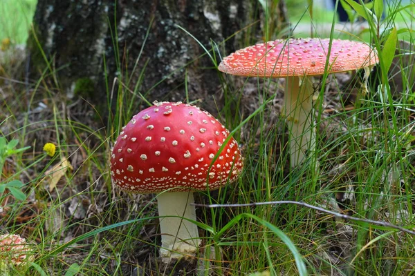 Krásný červený pohádkový moucha agarické — Stock fotografie