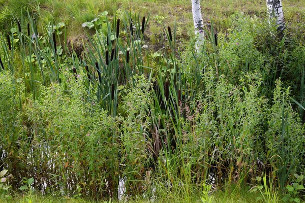 Los arbustos de caña en un estanque en el verano . — Foto de Stock