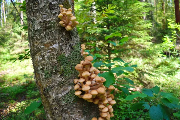 Buon raccolto di funghi nel bosco . — Foto Stock