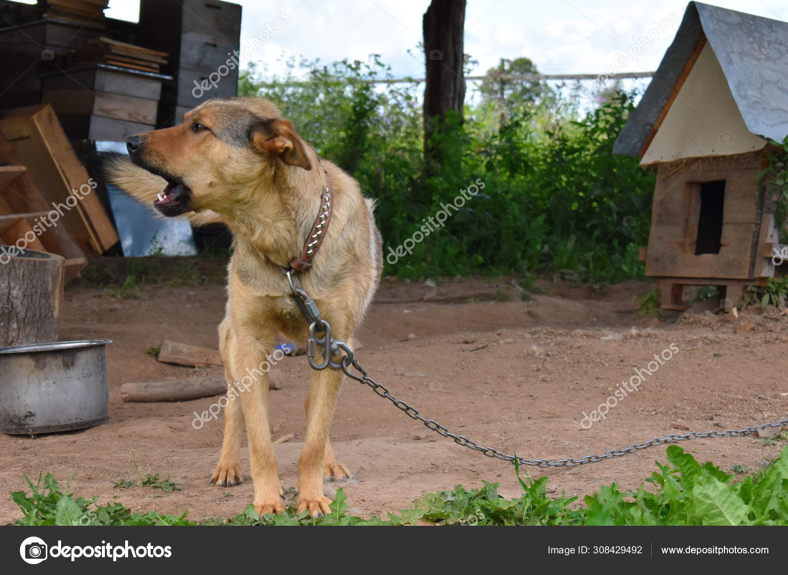 Barking Big Dog Chain Protection Doghouse Vicious Dog Stock Photo Image By C Vika0581 Mail Ru Barking Big Dog Chain Protection Doghouse Vicious Dog Stock Photo Image By C Vika0581 Mail Ru
