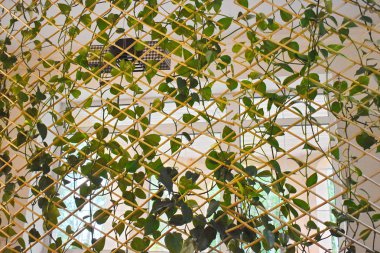 Kıvırma ev bitkileri için bambu ızgara. Odanın dekoratif bahçe bölümü. Kafes arka plan