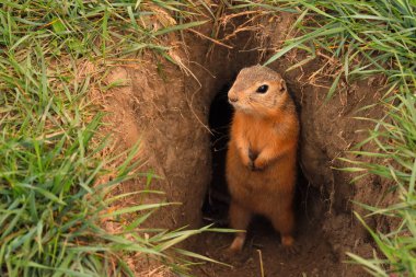 Güzel kahverengi gopher vizon dan çıktı. Doğada vahşi hamster. Kabarık vahşi gopher ve namlu yakın.