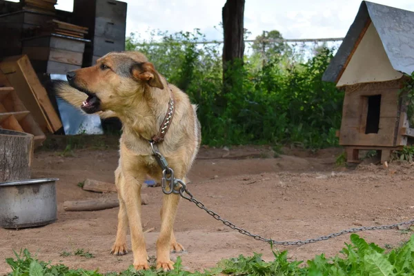 Лающий Большой Пёс Цепи Защиты Догхантер Бродячей Собакой — стоковое фото