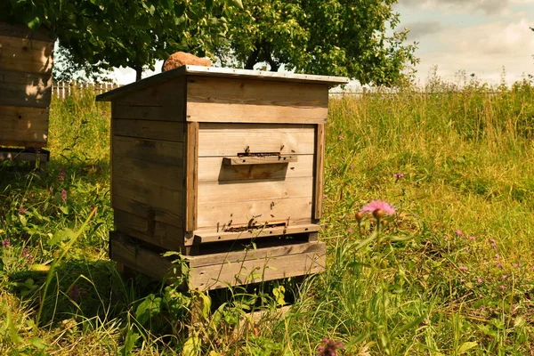 木製の蜂の蜂夏のフィールド上のミツバチのための家 ミツバチ飼育員は 自然の蜂蜜の収集のための蜂をもたらします — ストック写真