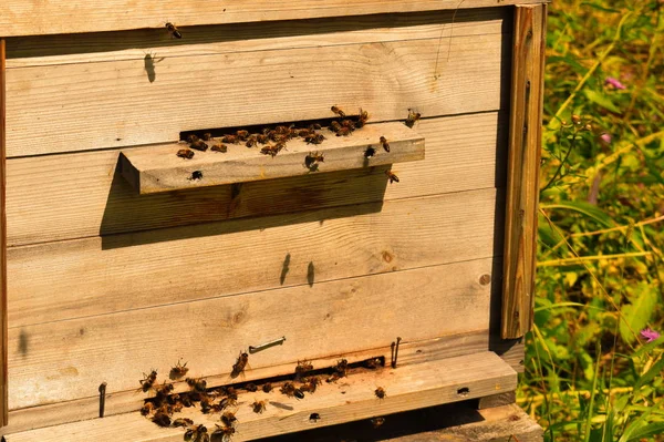 벌집입니다 여름에 필드에 꿀벌을위한 키퍼는 수집하기 꿀벌을 가져옵니다 — 스톡 사진