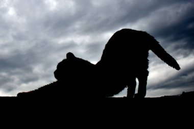 Akşam gökyüzünde karanlık kedi silueti.