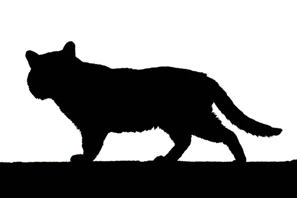 Silhuett Mörk Katt Kvällshimlen Omeless Katt Går Ett Staket — Stockfoto