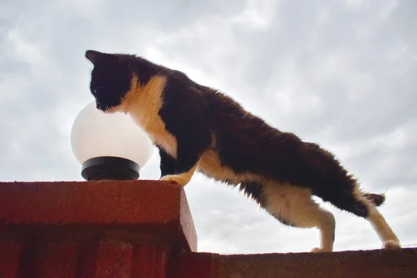 Silhouette of dark cat on evening sky. omeless cat goes on a fence