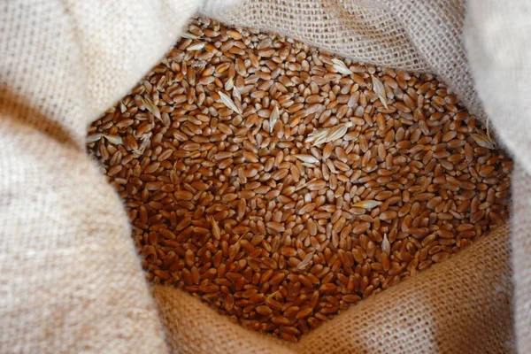 Bir torbada buğday doğal tahıllar.