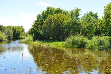 Orman ile pastoral su manzara.