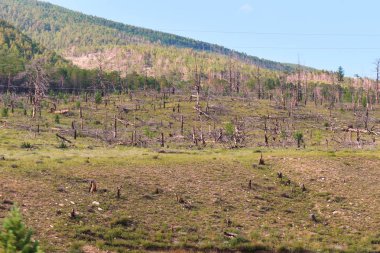 Yangından sonra doğal peyzaj