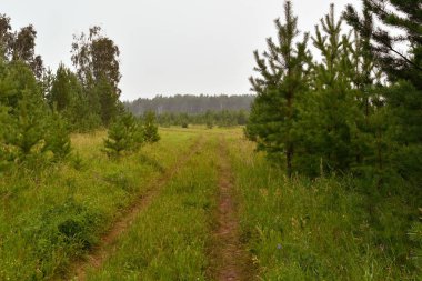 Bir ülke kir yol ile doğal kırsal peyzaj.